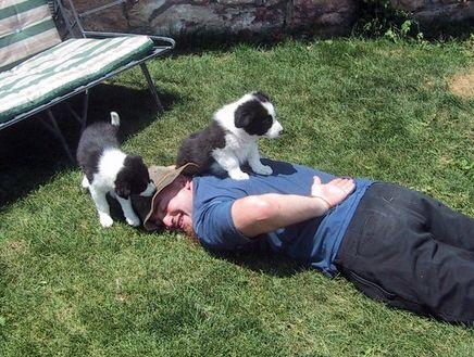 Matt Wixon lies on the ground and plays with two puppies