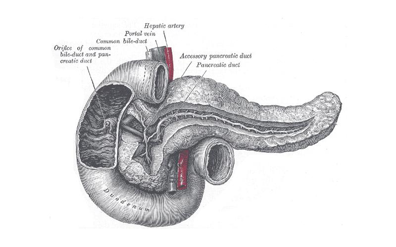 The Pancreas - Human Anatomy