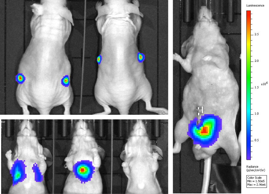 Images with fluorescence highlighted