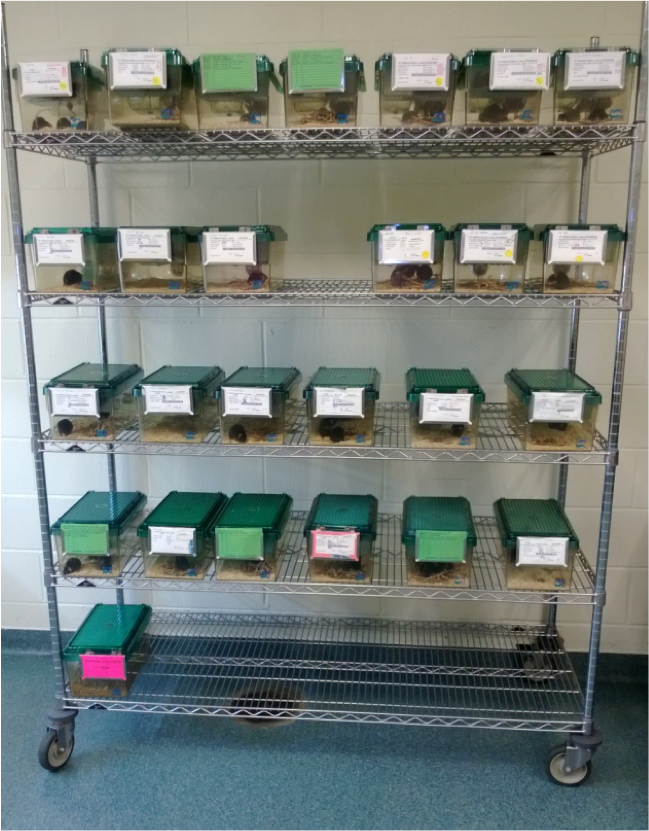 image of rodent colony storage facility