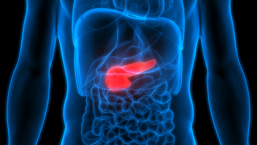 A photoillustration of the pancreas inside the body, with the pancreas shown in red in contrast to the blue outlines showing other major organs