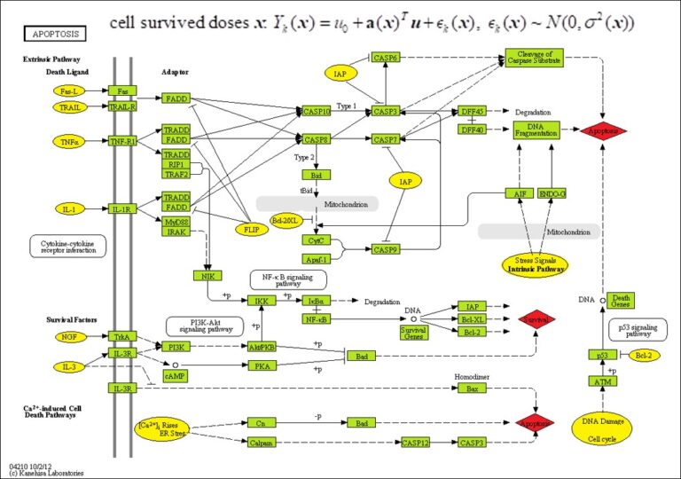 Biostatistics Shared Resource Lombardi Comprehensive Cancer Center