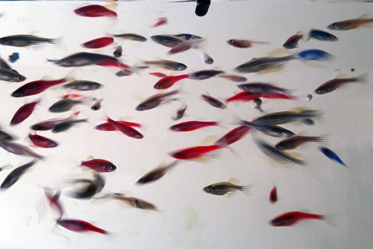 Animal Models Shared Resource Zebrafish Lombardi Comprehensive