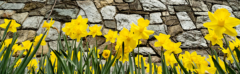 Daffodils in bloom against a brick wall