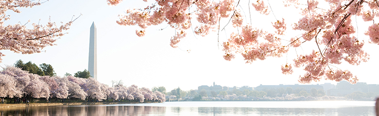 A view of the Potomac with cherry blossoms in bloom and Washington monument