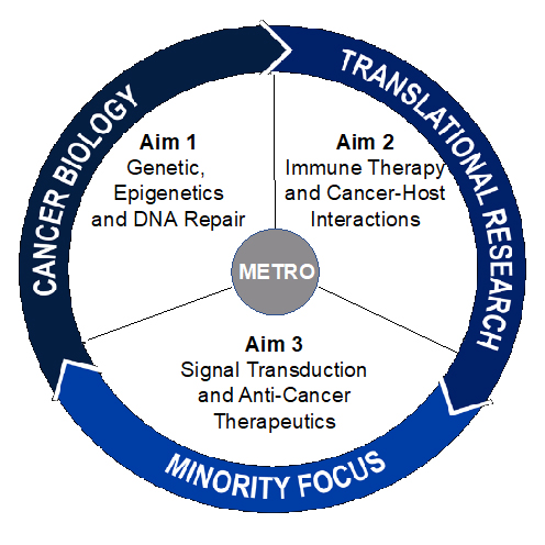 A graphic depicting the three specific research aims of the METRO Program. Aims 1-3 are written on the inside of the circle, Cancer Biology, Translational Research, and Minority Focus are inscribed on the outer edge of the circle.