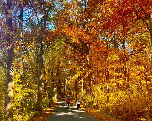 Riders on a trail amid fall color