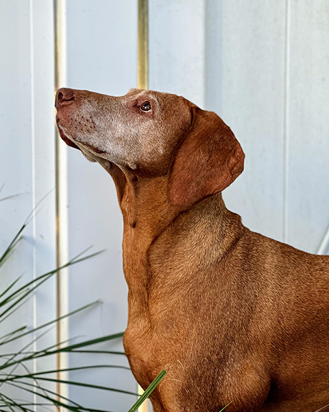 A red-haired dog gazes upward