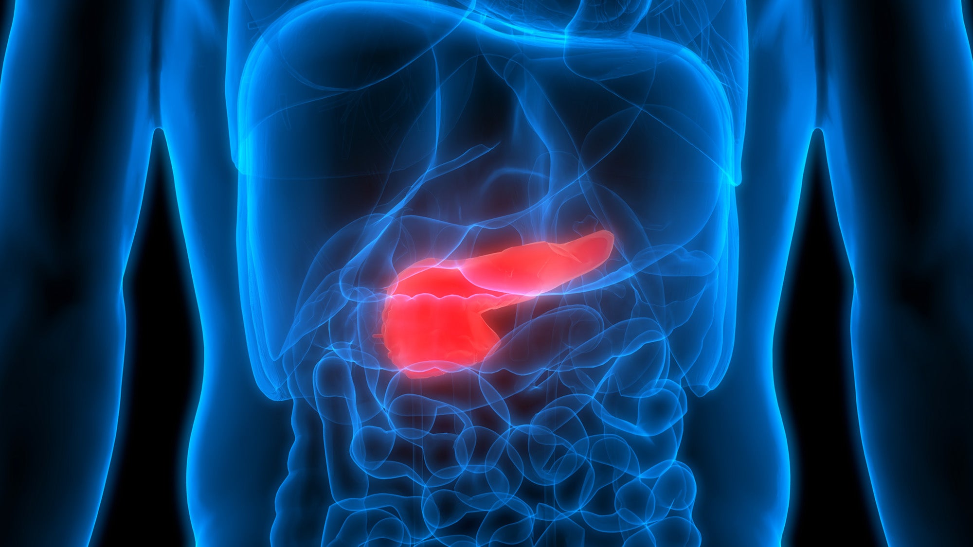 Photoillustration of a pancreas in the abdomen of a person