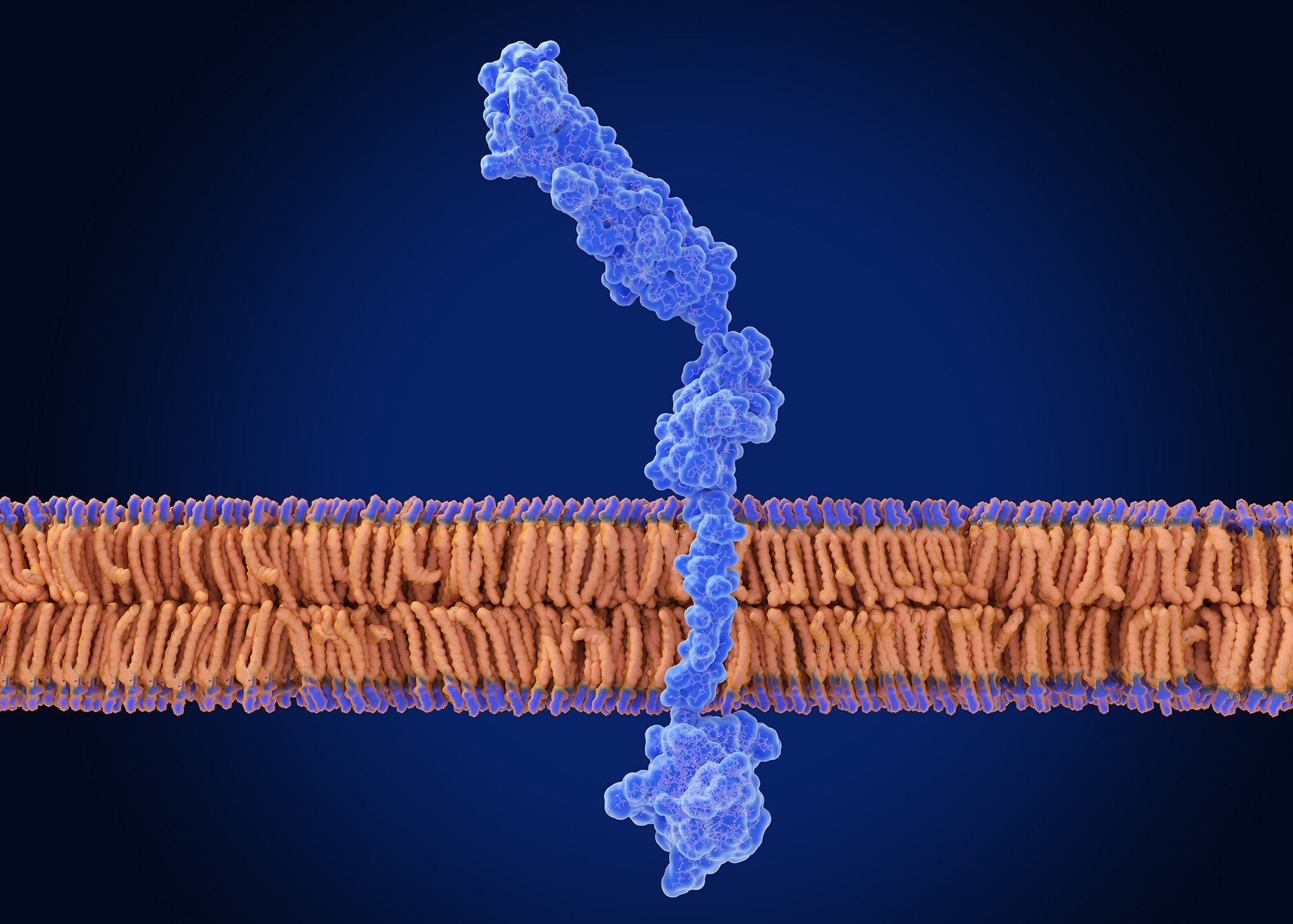 RAGE receptor computer-generated illustration
